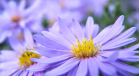 Pretty Violett Flowers391963442 272x150 - Pretty Violett Flowers - Violett, Pretty, Flowers, flower